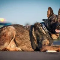 skilos_k9