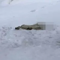 Κακοποίηση σκύλου στον Βόλο