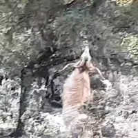 tragos_kriti