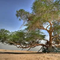 tree-of-life