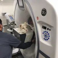 τίγρης