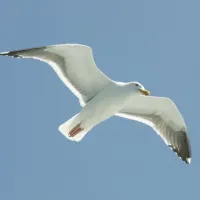 glaros