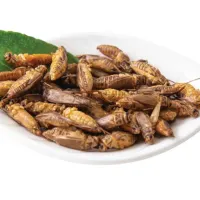 griloi