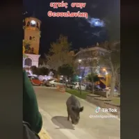 αγριογούρουνο