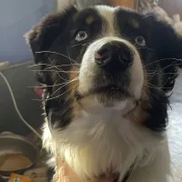 doggo