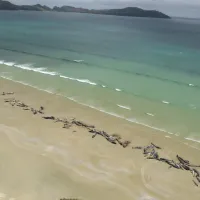 φάλαινες