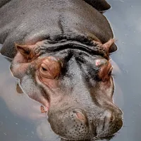 hippo