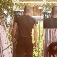 pitbull_kaisariani_vironas