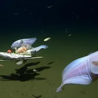 Σαλιγκαρόψαρο