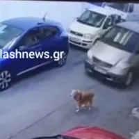 skilaki-to-patise-autokinito