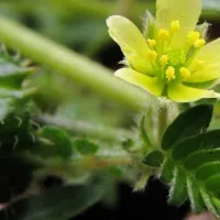 tribulus