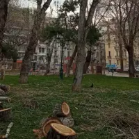 δέντρα θεσσαλονίκη