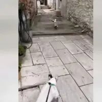 Γλάρος κλέβει... κρουασάν και γαριδάκια από περίπτερο της Θάσου - Σκύλος τον καταδιώκει (βίντεο)