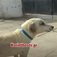 σκύλος