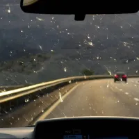 έντομα αυτοκίνητο