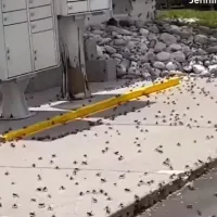 εντομα