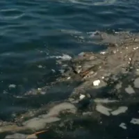 Ποντίκια στον Θερμαϊκό