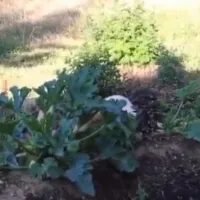 Φυτά