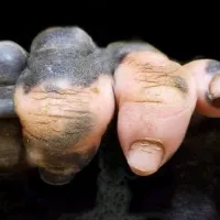 gorilas_anaka