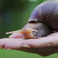 hpa_snails