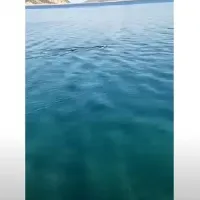 Καρχαρίας στον Κορινθιακό Κόλπο