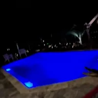 Κροκόδειλος σε πισίνα
