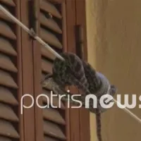 Οχιά στην Αμαλιάδα