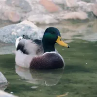Πάπια