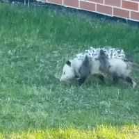 possum
