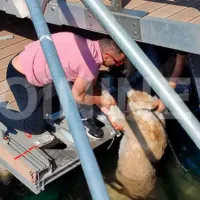 skilos_kavala