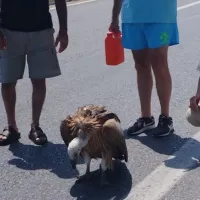gipaetos