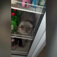 gataki