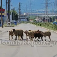 πρόβατα