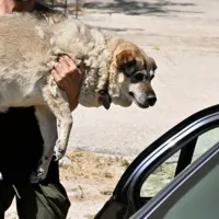 σκύλος πυρκαγιά