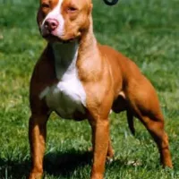 pit bull