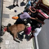 άλογο