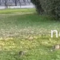 αρουραίος