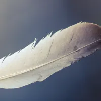 Φτερό