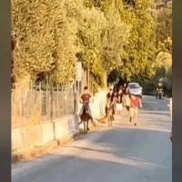 γαιδουρακια