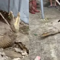  Κροκόδειλοι βγήκαν από ρωγμή σε πεζοδρόμιο 