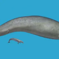 φαλαινα