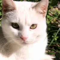 gatoula_xionati