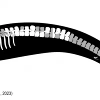 Perucetus_colossus_Holotype_skeletal_drawing