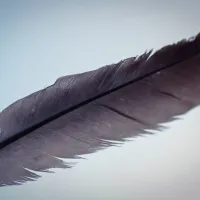 Φτερό
