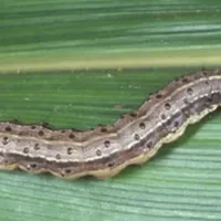 Kampia