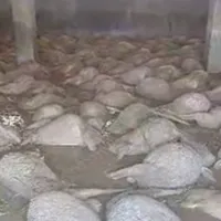 provata_nekra