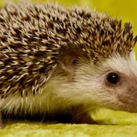 Σκαντζόχοιρος
