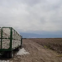 agrotis