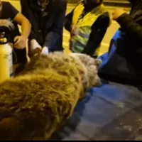 αρκούδα