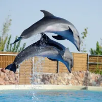 delfinia